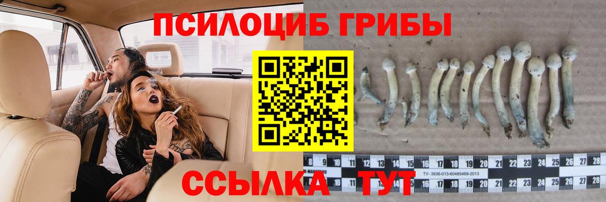 где можно купить   Вход с VPN  Тимашёвск  Галлюциногенные грибы мицелий 